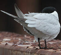 Gull-billed Tern