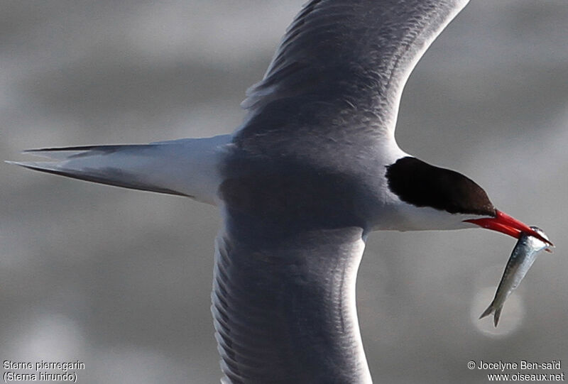 Common Tern