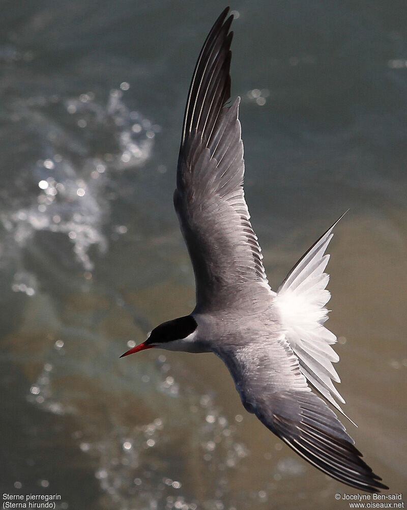 Common Tern