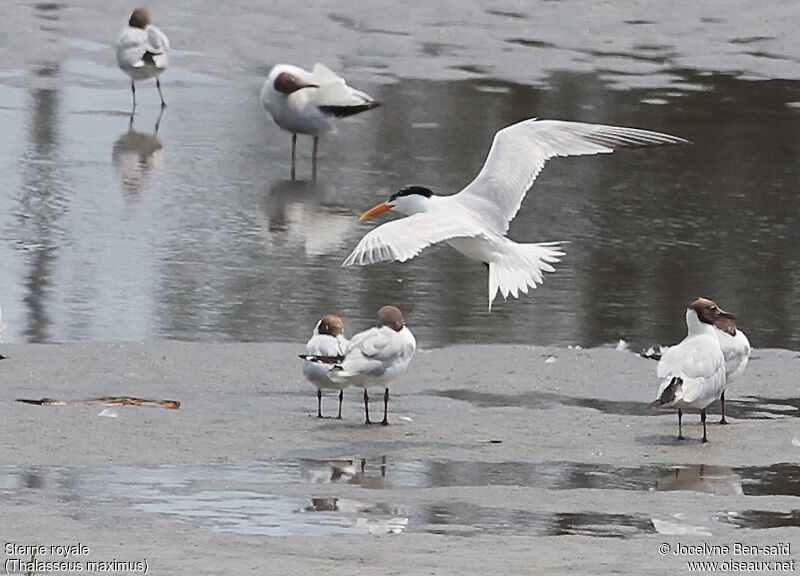 Royal Tern