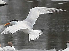 Royal Tern