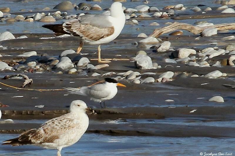 Lesser Crested Tern