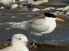 Lesser Crested Tern