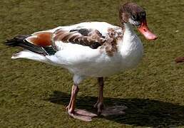 Common Shelduck