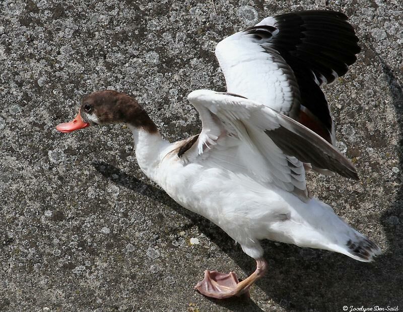 Common ShelduckFirst year