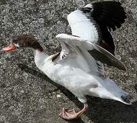 Common Shelduck