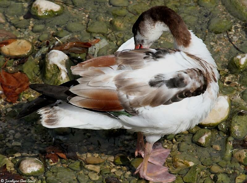 Common ShelduckFirst year