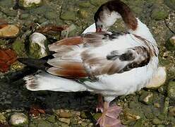 Common Shelduck