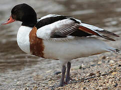 Common Shelduck