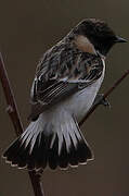 Siberian Stonechat