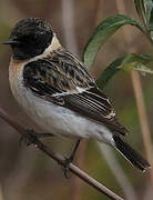 Siberian Stonechat