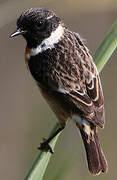 European Stonechat