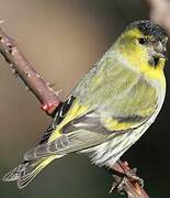 Eurasian Siskin