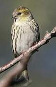 Eurasian Siskin