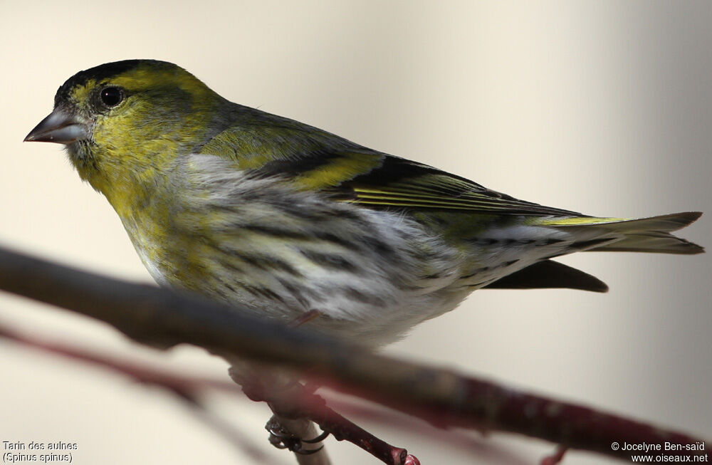 Eurasian Siskin male