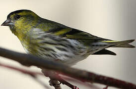 Eurasian Siskin