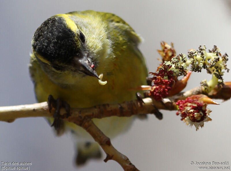 Eurasian Siskin male