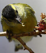 Eurasian Siskin