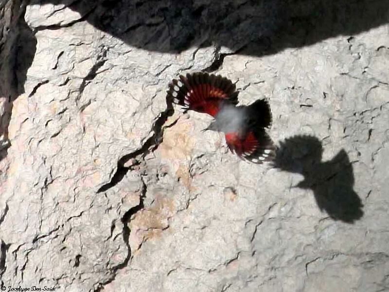 Wallcreeper