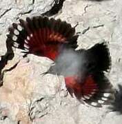 Wallcreeper