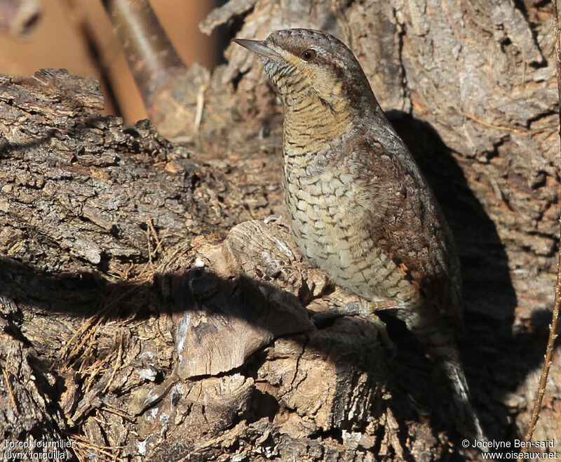 Eurasian Wryneck