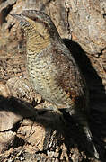 Eurasian Wryneck