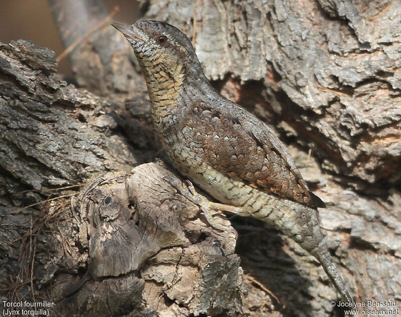 Eurasian Wryneck