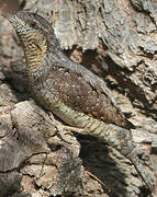 Eurasian Wryneck