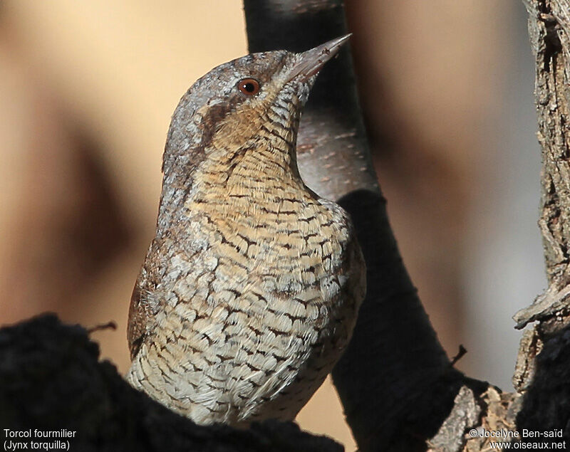 Eurasian Wryneck