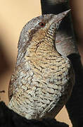 Eurasian Wryneck