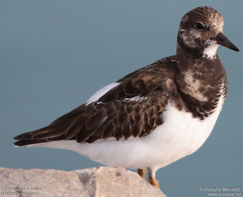 Ruddy Turnstone