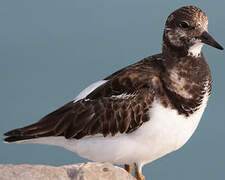 Ruddy Turnstone