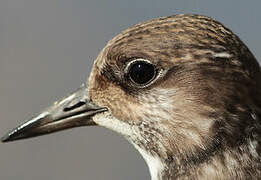 Ruddy Turnstone