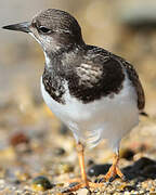 Ruddy Turnstone