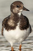 Ruddy Turnstone