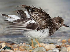 Ruddy Turnstone