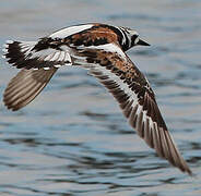 Ruddy Turnstone