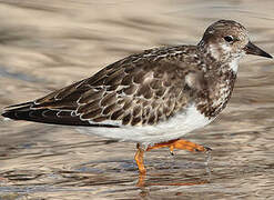 Ruddy Turnstone