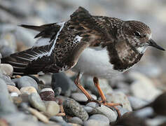 Ruddy Turnstone