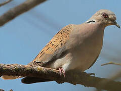 European Turtle Dove