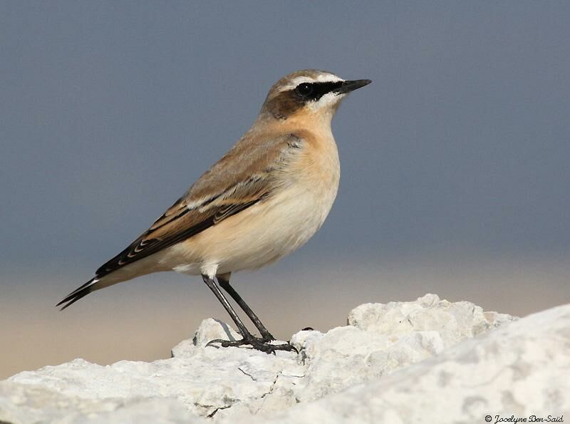 Northern Wheatear