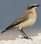 Northern Wheatear