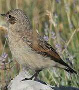 Northern Wheatear