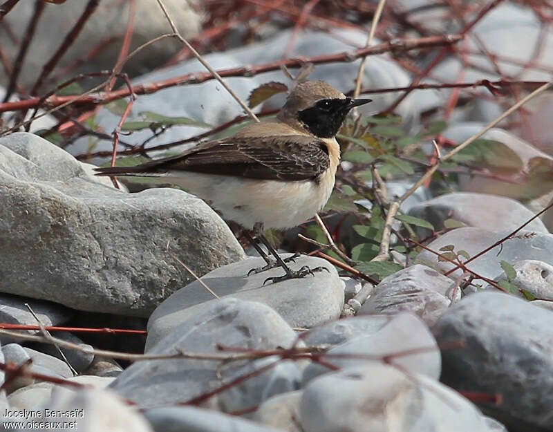 Eastern Black-eared Wheatear male subadult, identification