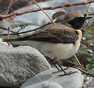 Eastern Black-eared Wheatear