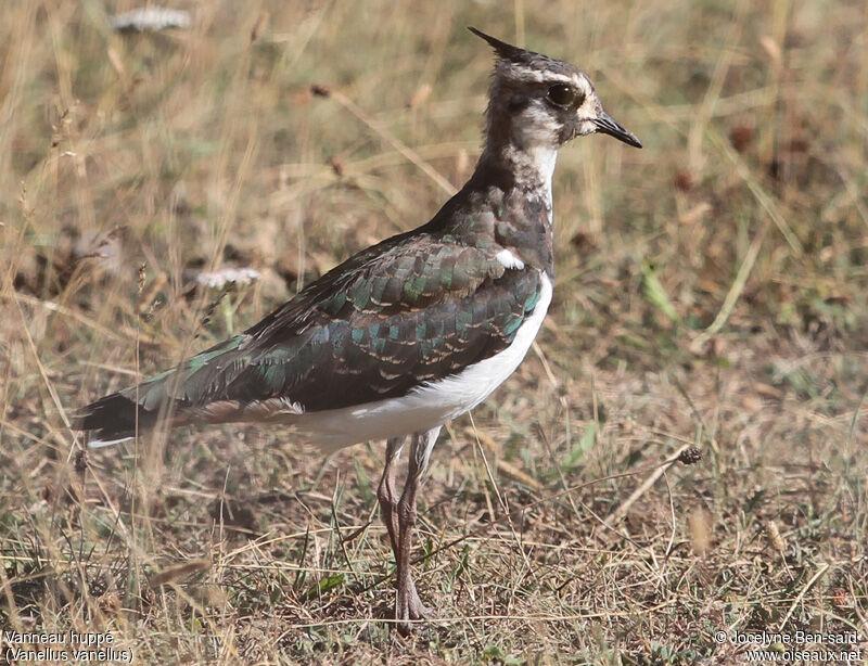 Northern LapwingFirst year