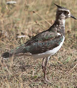 Northern Lapwing