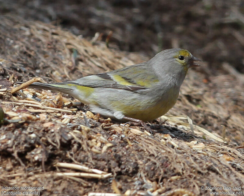 Citril Finch