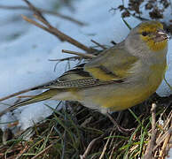 Citril Finch