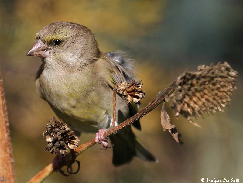 European Greenfinch